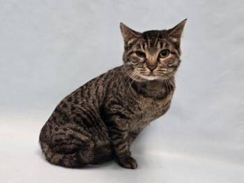 Domestic Short Hair Cats Available for Adoption - Kitty | PetCurious
