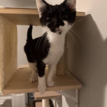 Simon -  Domestic Short Hair Cat Available for Adoption in West Deptford, New Jersey - Simon | PetCurious