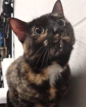 Domestic Short Hair Cats Available for Adoption in St. Peters, Missouri - LUMINA | PetCurious