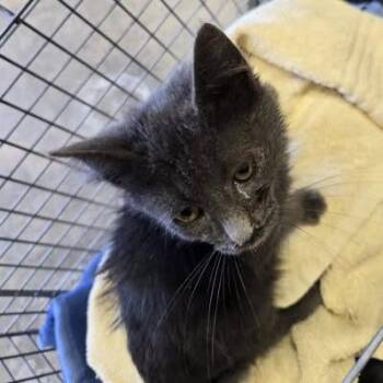 Calpurnia -  Domestic Short Hair Cat for Adoption in Bristol, Indiana - Calpurnia | PetCurious