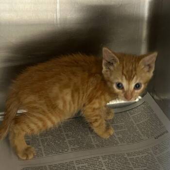 Domestic Short Hair Cats Available for Adoption in Lufkin, Texas - Tuna | PetCurious