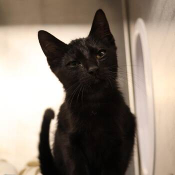 Charcoal -  Domestic Short Hair Cat for Adoption in Briarcliff Manor, New York - Charcoal | PetCurious