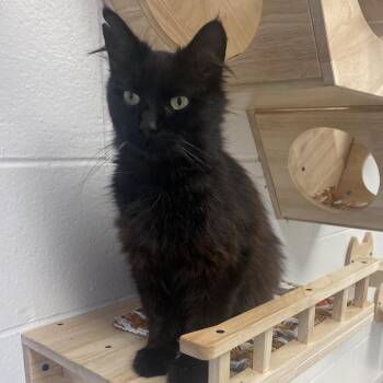 Hamlet -  Domestic Long Hair Cat for Adoption in Dayton, Ohio - Hamlet | PetCurious