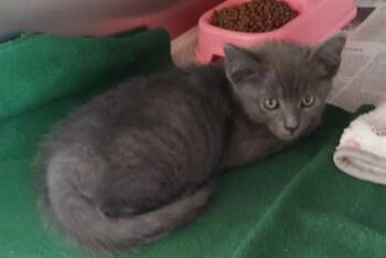 DANI -  Domestic Short Hair Cat for Adoption in Chula Vista, California - DANI | PetCurious
