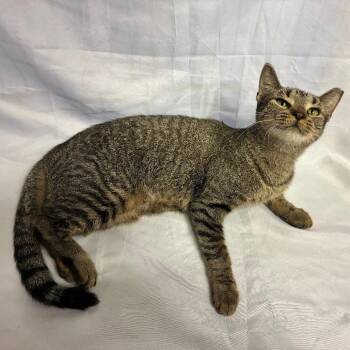 Katherine -  Domestic Short Hair Cat for Adoption in Folsom, Louisiana - Katherine | PetCurious