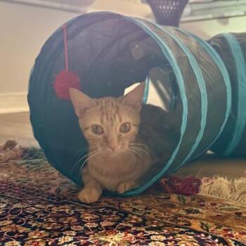Domestic Short Hair Cats Available for Adoption in Shorewood, Illinois - Clover | PetCurious
