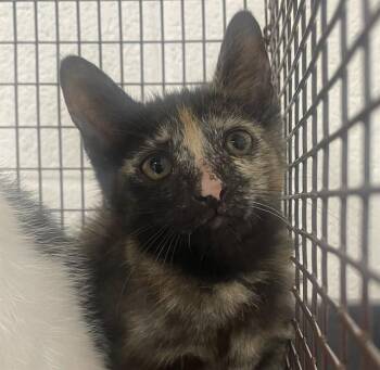 MACARONI -  Domestic Short Hair Cat for Adoption in Fort Lauderdale, Florida - MACARONI | PetCurious