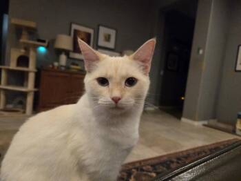 Domestic Short Hair and Siamese Cats Available for Adoption in Glendale, Arizona - Baker | PetCurious