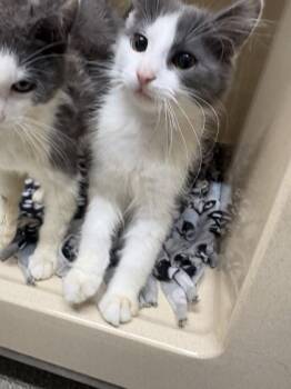 Docks -  Domestic Medium Hair and Domestic Short Hair Cat for Adoption in Pequot Lakes, Minnesota - Docks | PetCurious