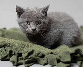 RIPLEY -  Domestic Short Hair Cat Available for Adoption in Ames, Iowa - RIPLEY | PetCurious