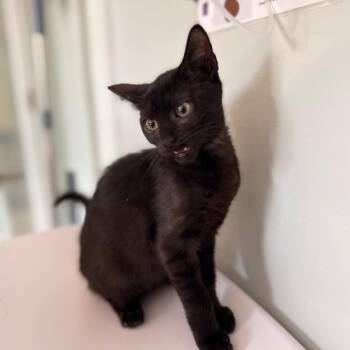 Galilee -  Domestic Short Hair Cat for Adoption in Cumming, Georgia - Galilee | PetCurious