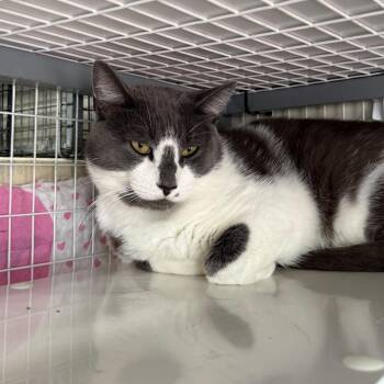 Zoro 2 -  Domestic Short Hair Cat for Adoption - Zoro 2 | PetCurious