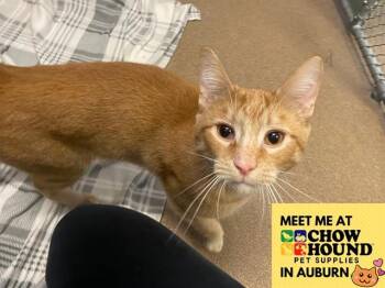 THEODORE -  Domestic Short Hair Cat for Adoption in Fort Wayne, Indiana - THEODORE | PetCurious