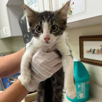 Barn Nicole 26-07-155 -  Domestic Short Hair Cat for Adoption in Bastrop, Texas - Barn Nicole 26-07-155 | PetCurious