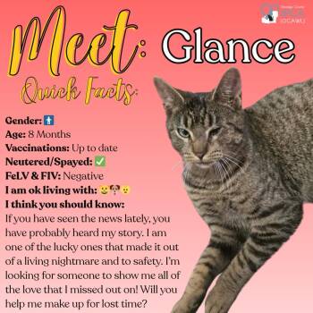 Domestic Short Hair Cats Available for Adoption in Fulton, New York - Glance | PetCurious