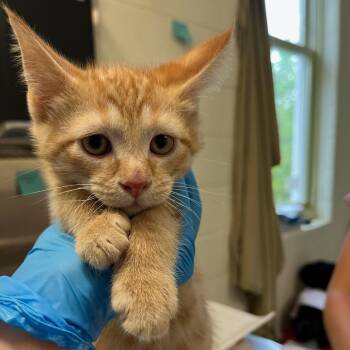Domestic Short Hair Cats Available for Adoption in Charlottesville, Virginia - Sea Foam-o | PetCurious