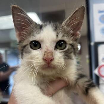 Brakepad -  Domestic Medium Hair Cat for Adoption in Saint Joseph, Missouri - Brakepad | PetCurious