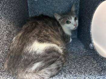 Lara -  Domestic Short Hair Cat for Adoption in New York, New York - Lara | PetCurious