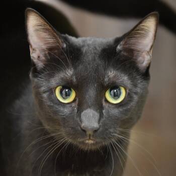 Rescue Domestic Short Hair Cats for Adoption in Dallas, Texas - Tiny | PetCurious