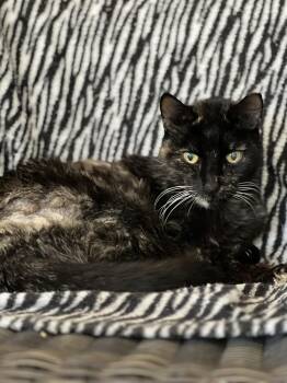 Tortoiseshell Cats Available for Adoption in Phoenix, Arizona - Peculiar Pecan  | PetCurious