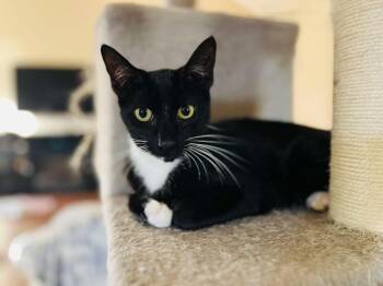 American Shorthair Cats Available for Adoption - Sissy | PetCurious