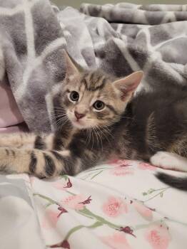 Busby -  Domestic Short Hair Cat for Adoption in Trenton, New Jersey - Busby | PetCurious