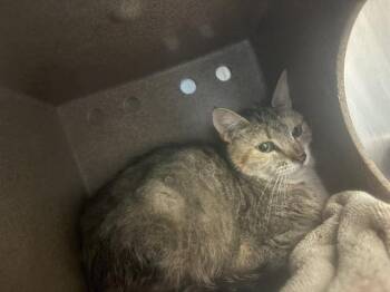 PERSIAN IN THE BARN -  Domestic Short Hair Cat for Adoption in Pueblo, Colorado - PERSIAN IN THE BARN | PetCurious