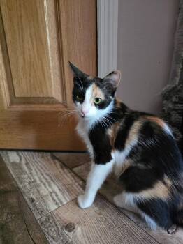 Rescue Domestic Short Hair Cats for Adoption in Shell Lake, Wisconsin - Chia Pet | PetCurious