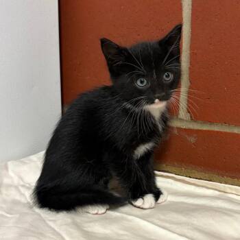Genevieve -  Domestic Short Hair Cat for Adoption in Cabot, Arkansas - Genevieve | PetCurious
