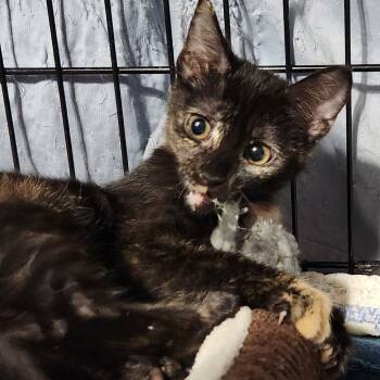 Rescue Domestic Short Hair Cats for Adoption in Corsicana, Texas - Eco K45692 | PetCurious