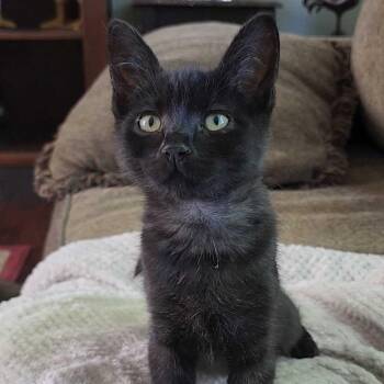 Katara -  Domestic Short Hair Cat for Adoption in Abbotsford, British Columbia - Katara | PetCurious