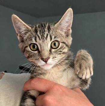 Coraline -  Domestic Short Hair Cat for Adoption in Santa Ana, California - Coraline | PetCurious