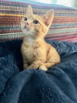 Domestic Short Hair Cats Available for Adoption - Valentino In Foster Care | PetCurious