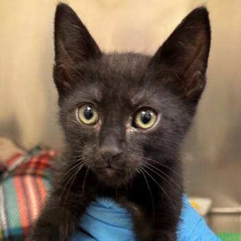 Domestic Short Hair Cats Available for Adoption in Walnut Creek, California - Don | PetCurious