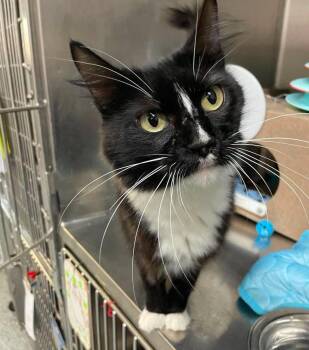 Christine -  Domestic Medium Hair Cat for Adoption in Stillwater, Oklahoma - Christine | PetCurious