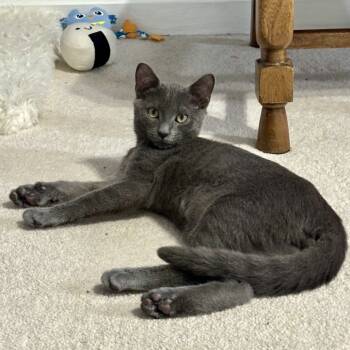 Rescue Domestic Short Hair Cats for Adoption in Gibsonia, Pennsylvania - Kamajii | PetCurious