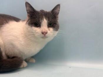 Brussel Sprout -  Domestic Short Hair Cat for Adoption in Golden Valley, Minnesota - Brussel Sprout | PetCurious