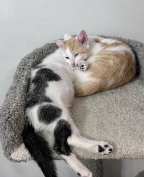 Moo Cow -  Domestic Short Hair Cat for Adoption in North Babylon, New York - Moo Cow | PetCurious
