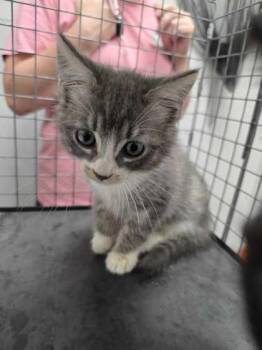 Hammy -  Domestic Short Hair Cat for Adoption in Sevierville, Tennessee - Hammy | PetCurious