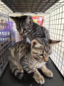 GAGE -  Domestic Short Hair Cat for Adoption in Fort Myers, Florida - GAGE | PetCurious
