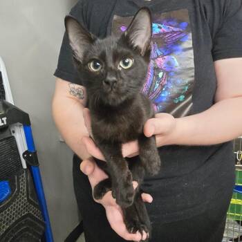 Silk -  Siamese and Domestic Short Hair Cat for Adoption in Spokane, Washington - Silk | PetCurious