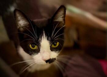 Kiwi -  Domestic Short Hair Cat for Adoption in South Bend, Indiana - Kiwi | PetCurious