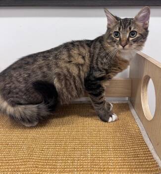 Clark -  Domestic Long Hair Cat for Adoption in North Babylon, New York - Clark | PetCurious