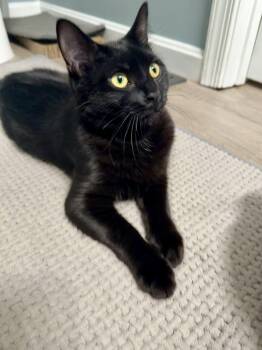 Olu -  Domestic Short Hair Cat Available for Adoption in North East, Maryland - Olu | PetCurious