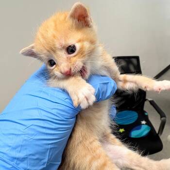 Cherry Coke -  Domestic Short Hair Cat for Adoption in Philadelphia, Pennsylvania - Cherry Coke | PetCurious