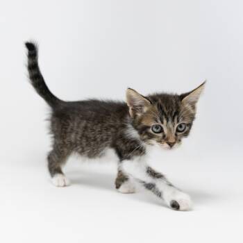Thad -  Tabby Cat for Adoption in Trophy Club, Texas - Thad | PetCurious