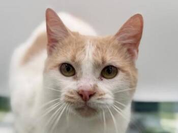 Domestic Short Hair Cats Available for Adoption - Bonnie | PetCurious