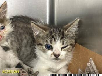MAPLE -  Domestic Short Hair Cat for Adoption in West Palm Beach, Florida - MAPLE | PetCurious