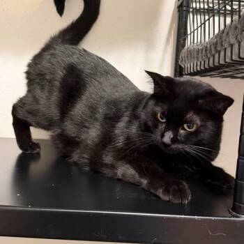 Thistle -  Domestic Medium Hair Cat for Adoption in Houston, Texas - Thistle | PetCurious