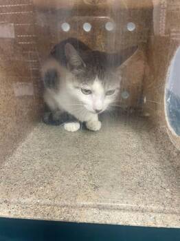 TUNA -  Domestic Short Hair Cat for Adoption in Tallahassee, Florida - TUNA | PetCurious